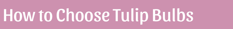 How to Choose Tulip Bulbs