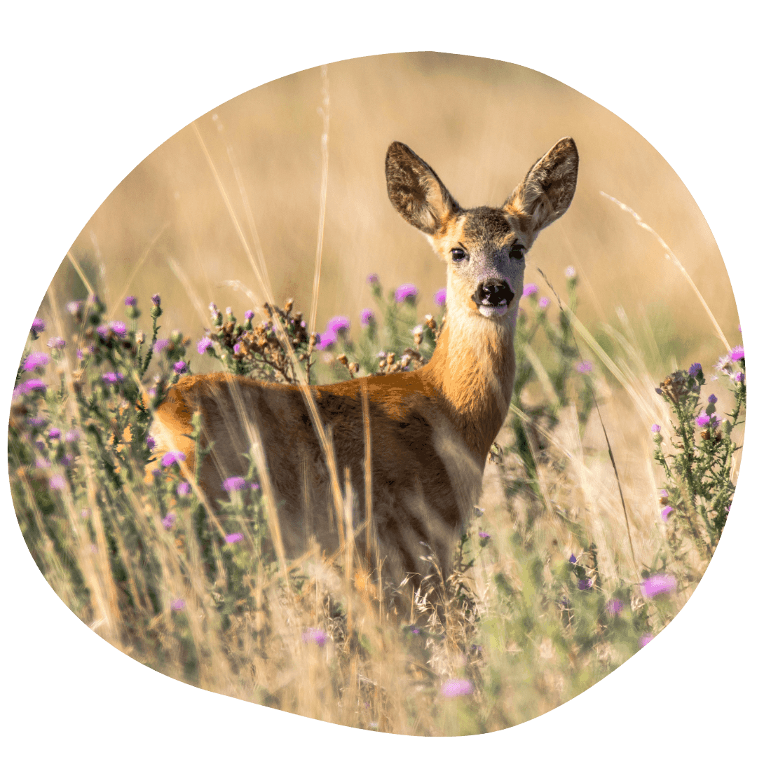 Deer standing in meadow