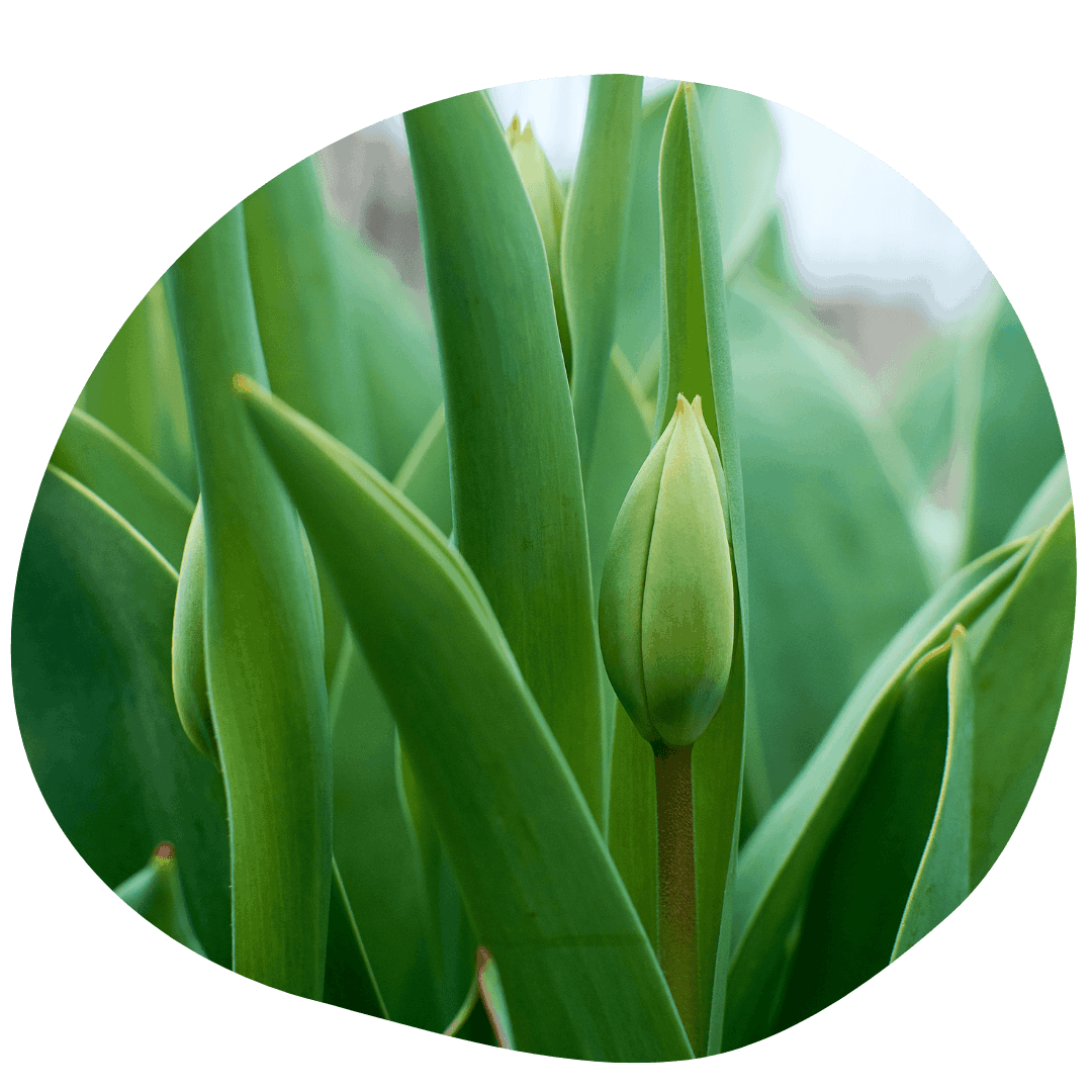 Tulip bud with foliage
