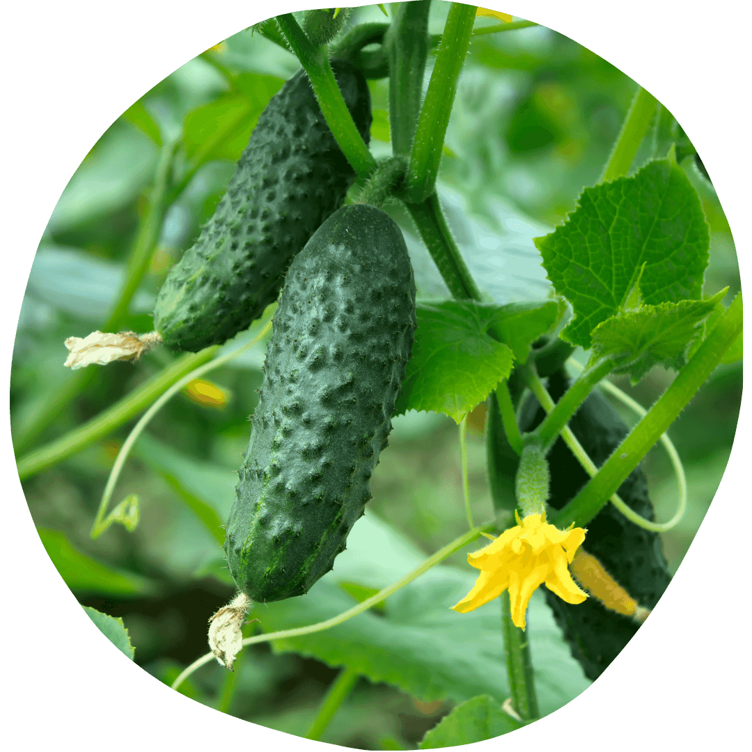 Halifax Seed Company - How To Grow Cucumbers