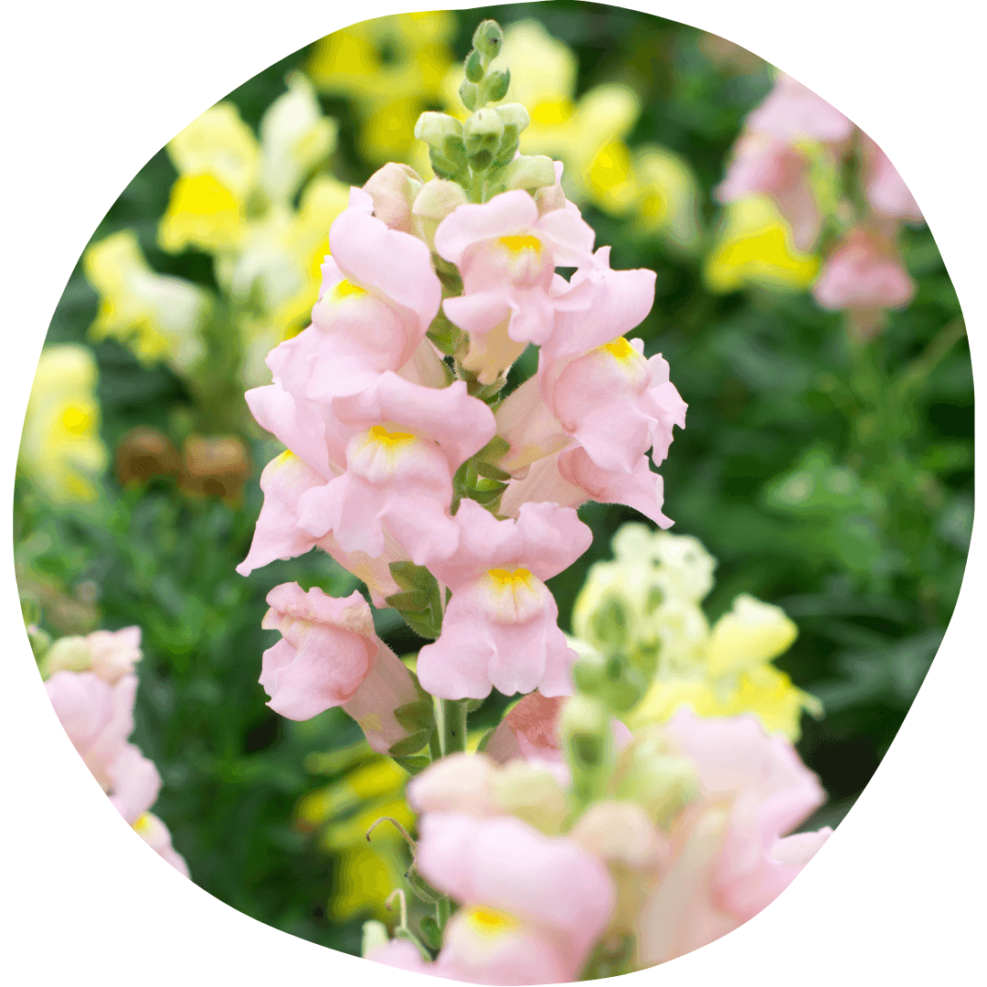 Halifax Seed Company - How to Grow Snapdragons